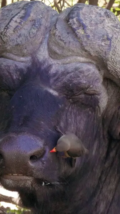 Oxpecker tidy up a buffalo