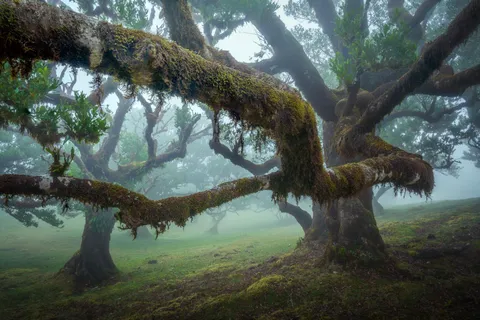 I got lost completely in this crazy forest, Madeira, Portugal (1920x1278)[OC]