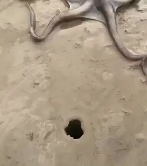 🔥An octopus getting inside a small hole