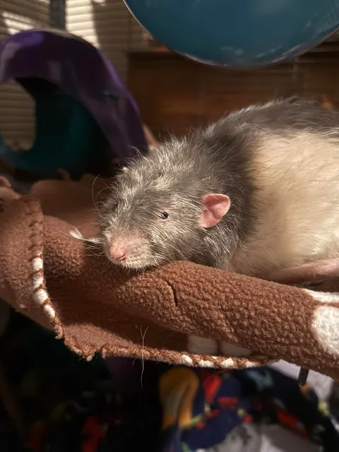 Theo when I wake him up from a nap