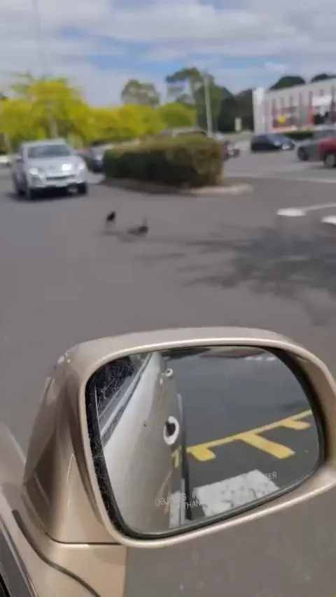 Duck Protecting Its Babies From Crow