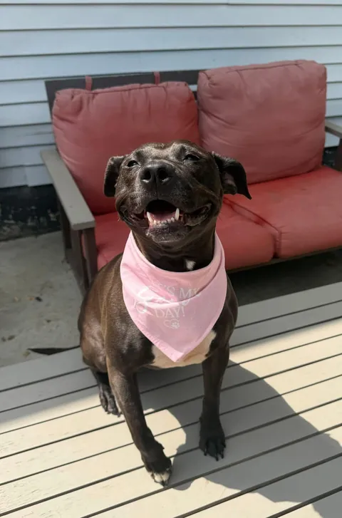 Let’s see your $0 rescue dogs 🤣 I guess after 2 years in the shelter, the discount is 100% off