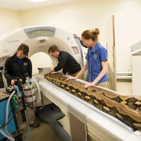 Some of my favorite images of animals getting CT scans