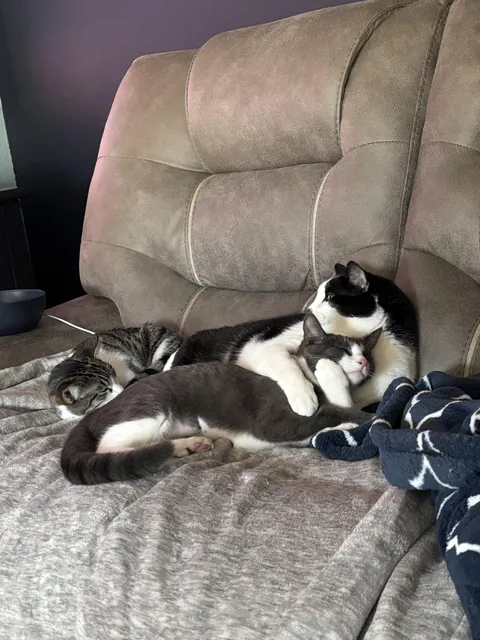 Is our older cat being protective of the kittens?