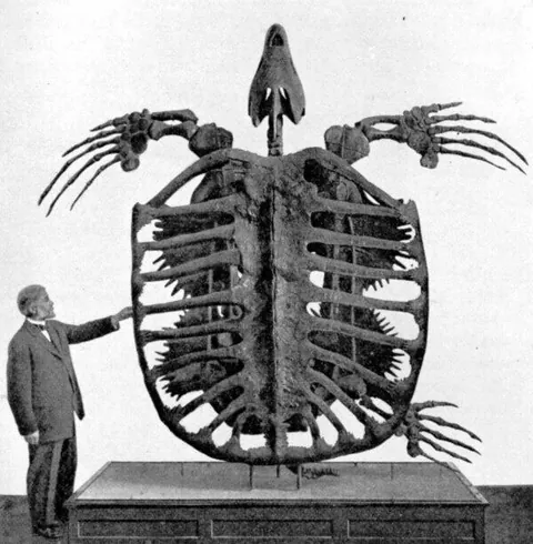 Skeleton of a Giant Turtle (1902)