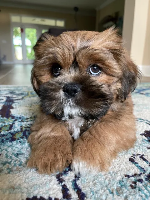 I didn’t want a dog, yet here we are. Can’t imagine life without him now 😌