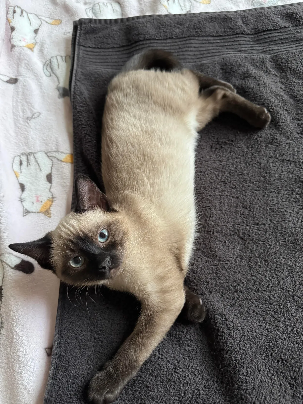 A couple of months ago I rescued a kitten in Mexico. 