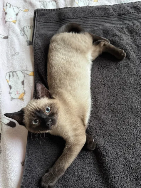 A couple of months ago I rescued a kitten in Mexico. 