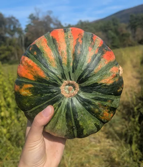Some unique finds from the pumpkin fields at work this year!