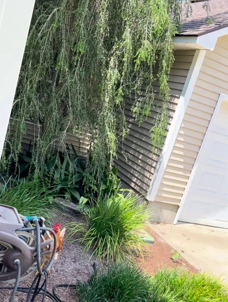 My young rooster and his cock-a-doodle-derp