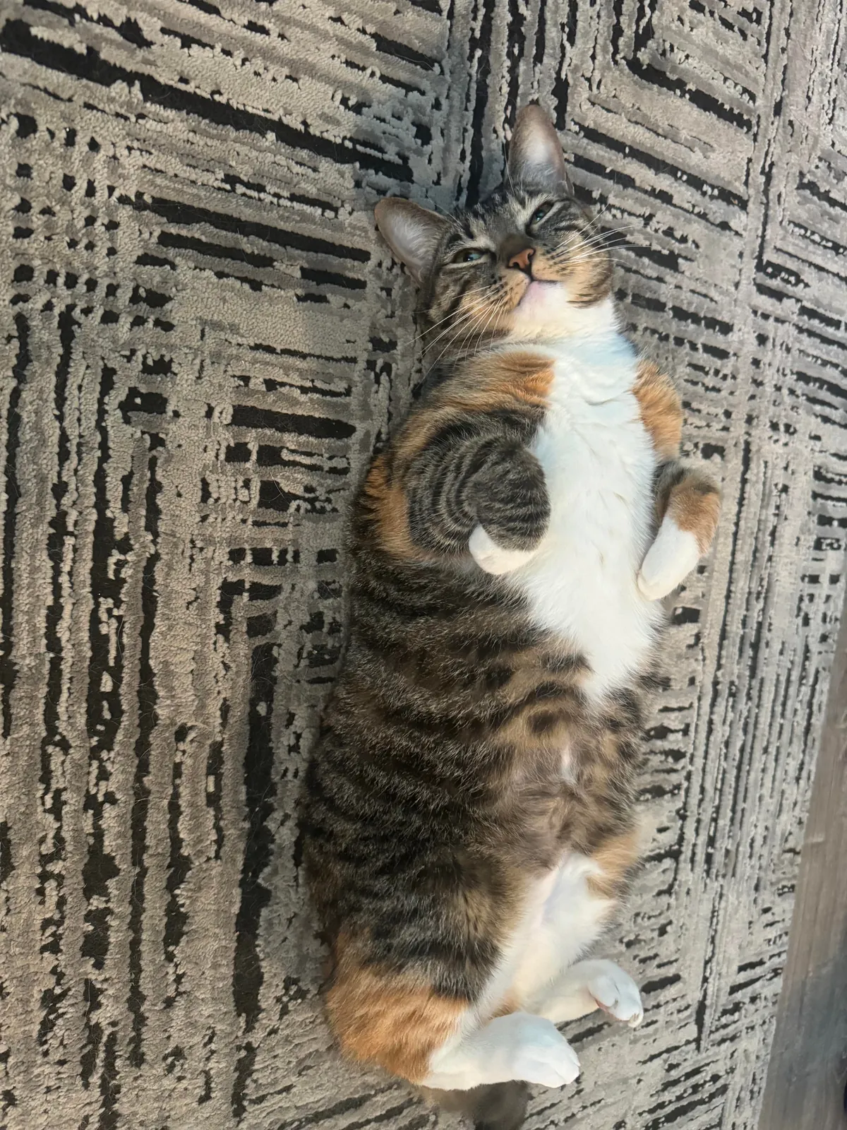 Labeled as extremely” aggressive” by the pet shelter and past owner