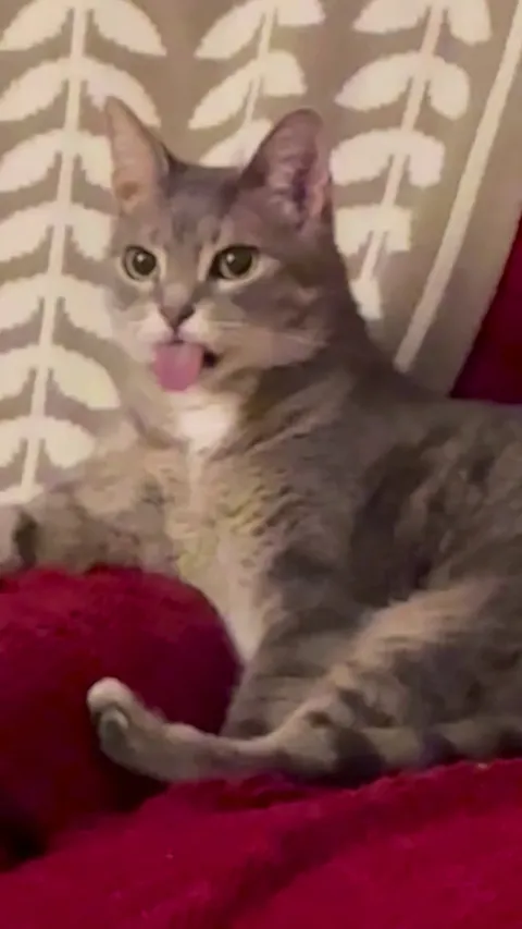 This just happened at my petsitting gig