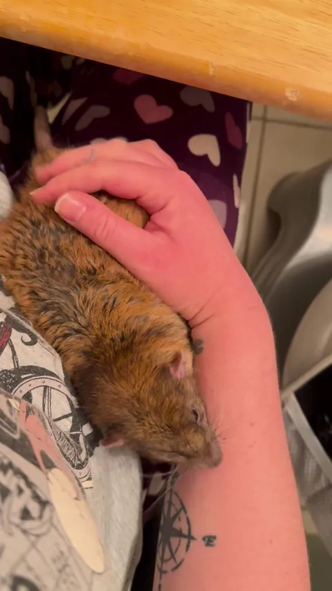 THERES TWO TYPES OF RATS… WAIT FOR IT