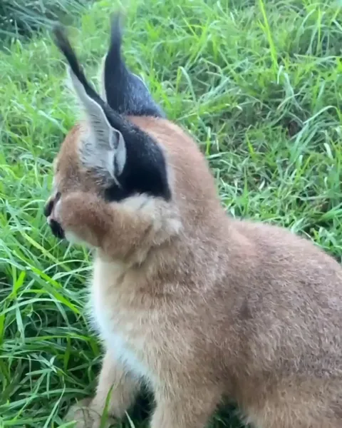 By flipping their ears, caracals detect even the softest sounds around them
