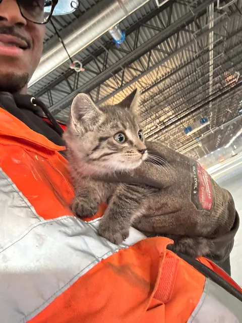 Rescued this little guy from being stuck in a forklift on a jobsite. Wasn’t even forklift certified.
