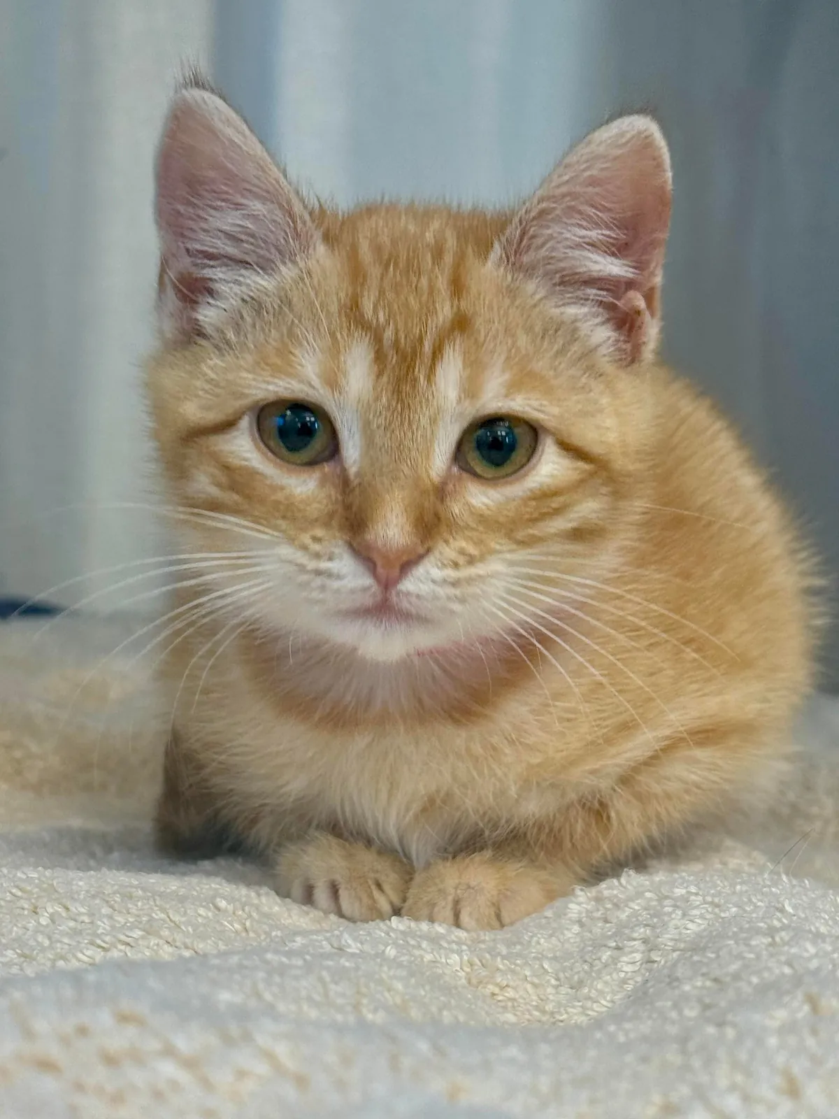 Im a shelter vet tech and spent NYE with my friend Flame