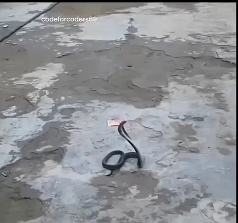 Indian man catches a cobra with just a plastic container 