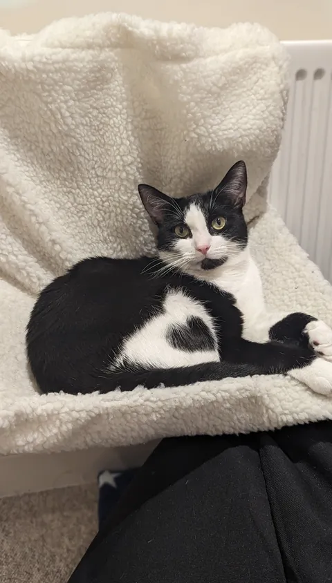 Jinx hopes you all have a lovely day!