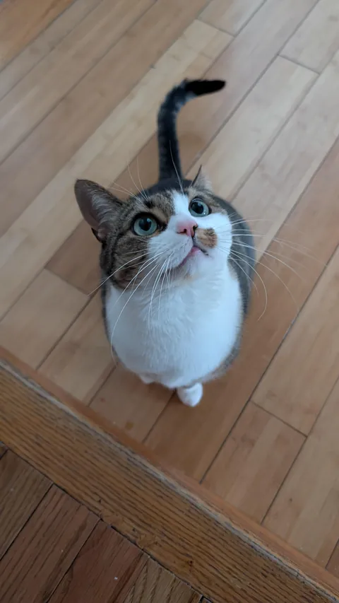 The lovely lady greets me every morning with chirps and purrs 🩷