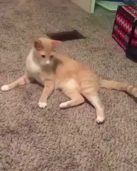 Cat standing on his own tail