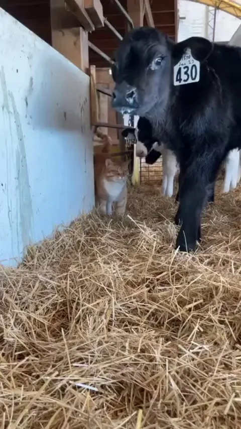 How creamsicles are made 