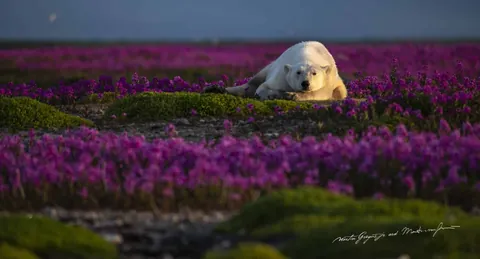 🔥family of Polar Bears among the fireweed