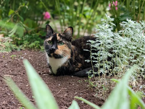 At 19 years old, my senior cat has entered her garden goddess era