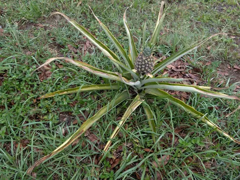 [OC] Last year, I cut the top off of a pineapple and planted it.  Now, a baby pineapple is growing out of it.