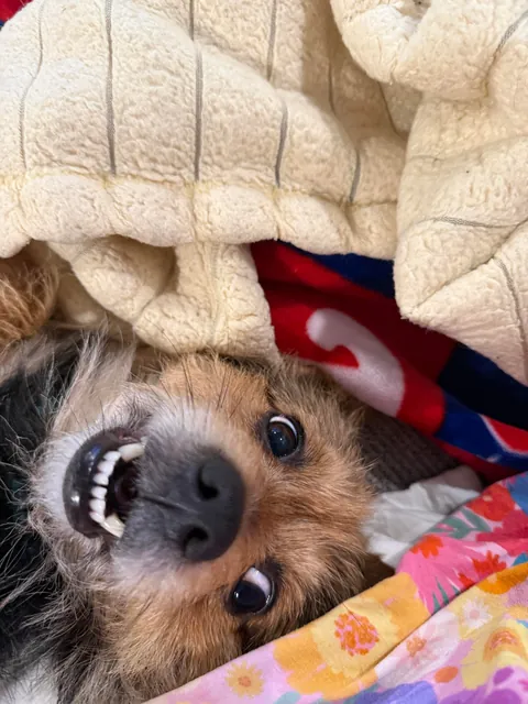 I didn’t even want this dog and now I’m convinced I gave birth to him
