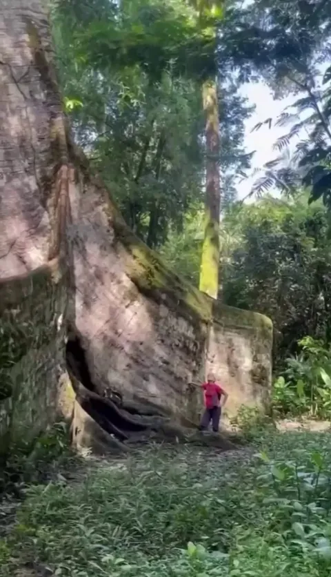 🔥the mighty Ceiba tree of Costa Rica