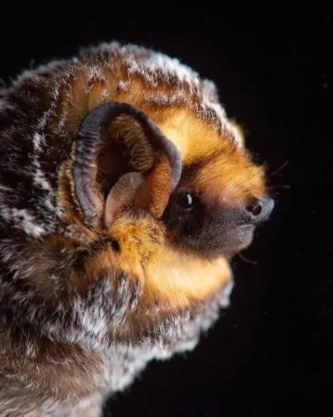 Bats photographed by Jose G. Martinez-Fonseca