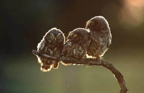 🔥 A collection of the winning photos of the Wildlife Comedy Awards Winners (2017).