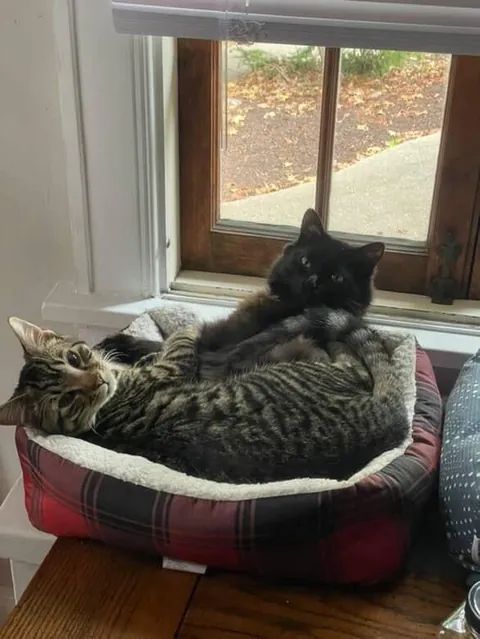 Got my void a friend. She is impressed.