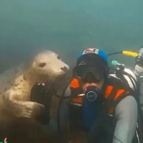 🔥 A seal interacting with a diver