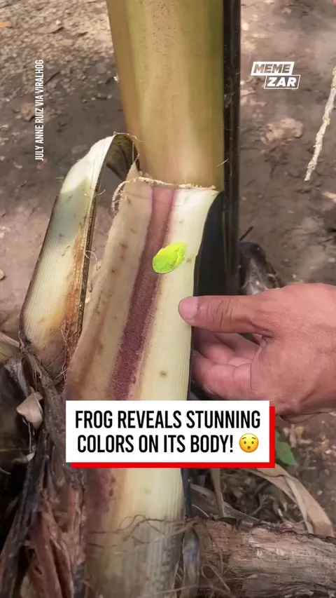 🔥Tree Frog - Master Of Disguise