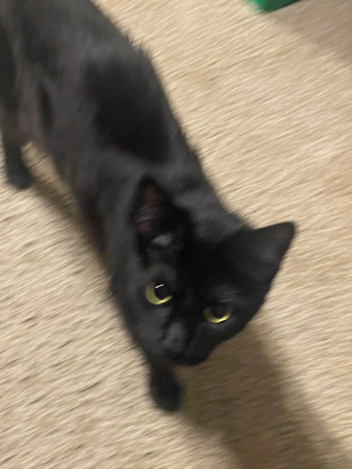 My gf of 7 years passed away and all I got were these lousy cats