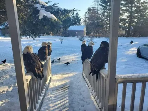 🔥 Left Handrail: Bald eagle. Bald Eagle. Bald Eagle. Right Handrail: Thing from Dark Crystal. Bald Eagle. Bald Eagle.