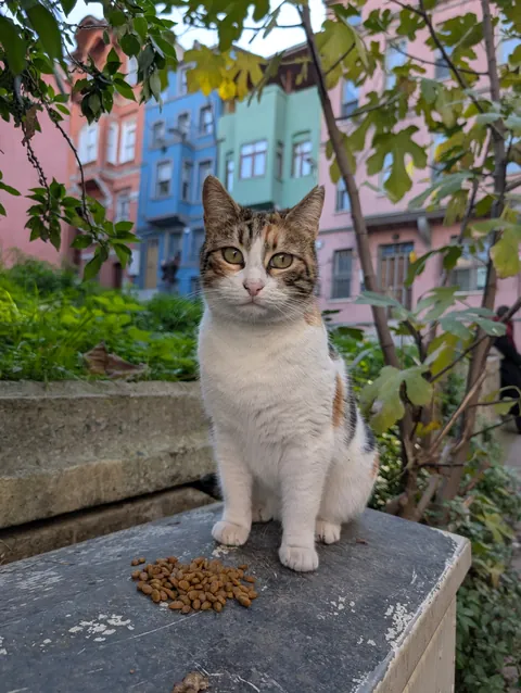 My 3 favourite cats I met yesterday in Fener, Istanbul