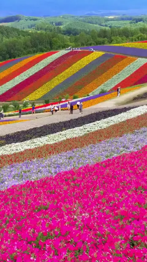 This is Shikisai-no-Oka in Hokkaido, Japan, where rolling hills are covered in flowers