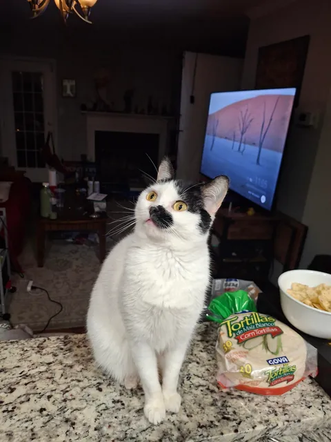 This is my first cat ever, her name is Yuki and she's the best