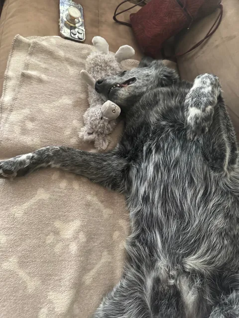 Jack is a very hard-working, handsome boy who herds chickens for a living.