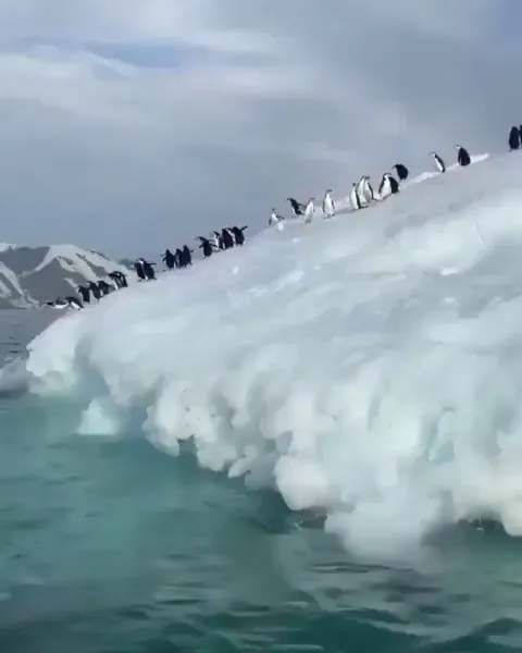 🔥 Penguins going for a swim