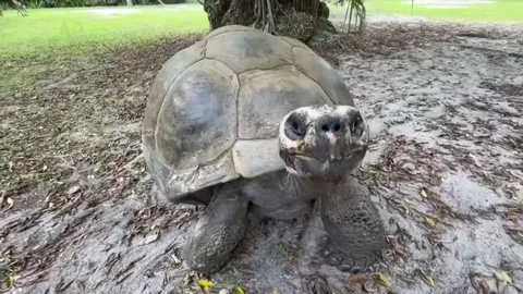 134-year-old tortoise becomes first-time father in time for Father’s Day.
