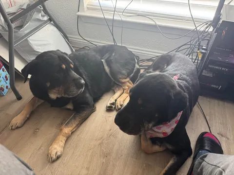 Came across a dog who was in the shelter, turns out it's my dog’s sister! Now they are inseparable! (Swipe!)(OC)