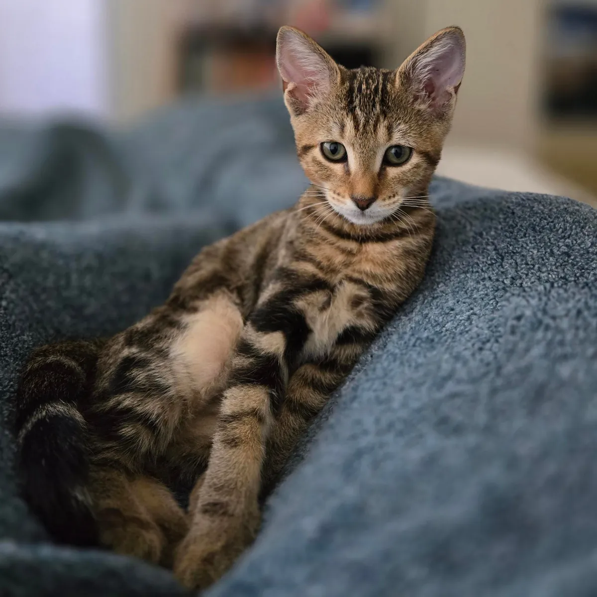 Meet Dash, my first pet ever 😺