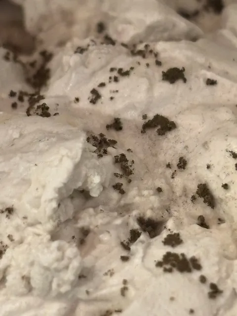 I just opened a tub of used patching plaster and it looks like it has... eggs? What am I looking at?