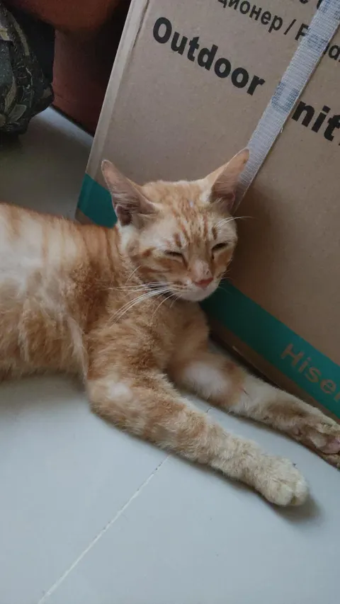 Just moved in, bro just came in and decided this is also his house