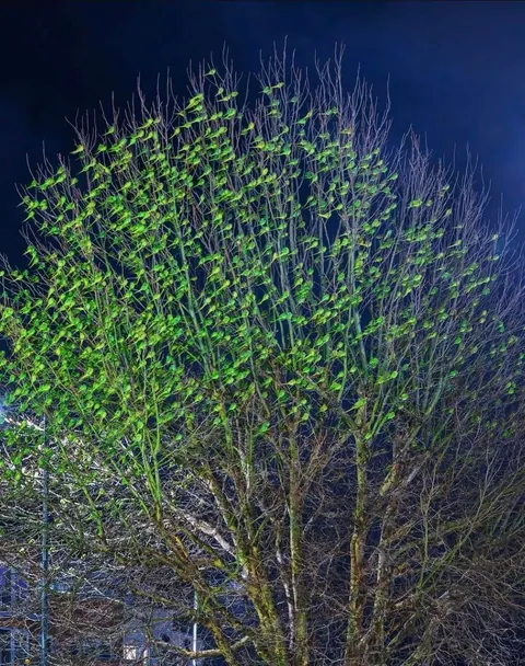 Tree in London coverd with Parakeets, not leaves
