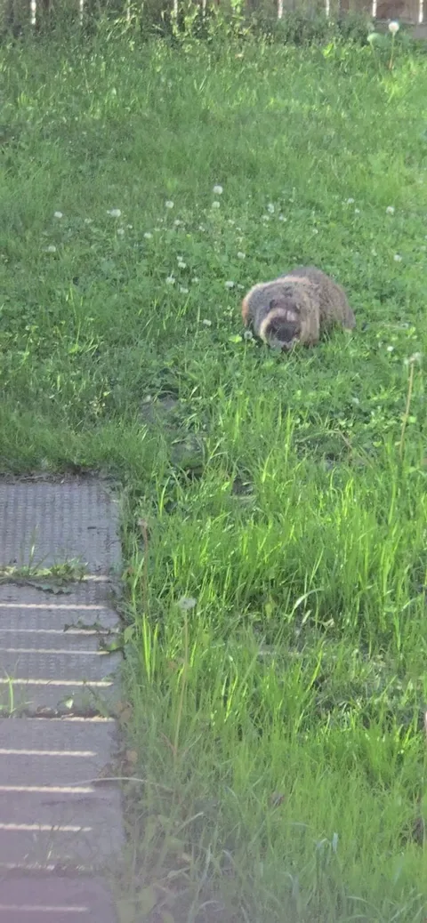 How to get rid of him? He seems to be living under in a tunnel under my shed.