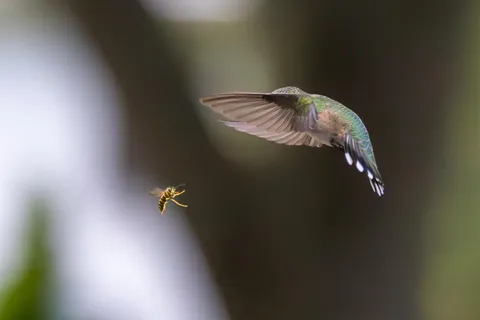 ITAP of a hummingbird and a bee in battle